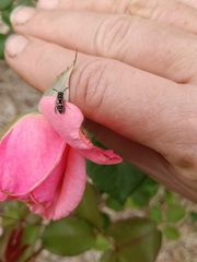 Parancistrocerus minimoferus