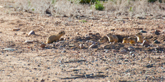 Cynomys gunnisoni