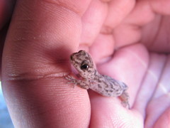 Chilean Marked Gecko photo 3