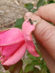 Parancistrocerus minimoferus