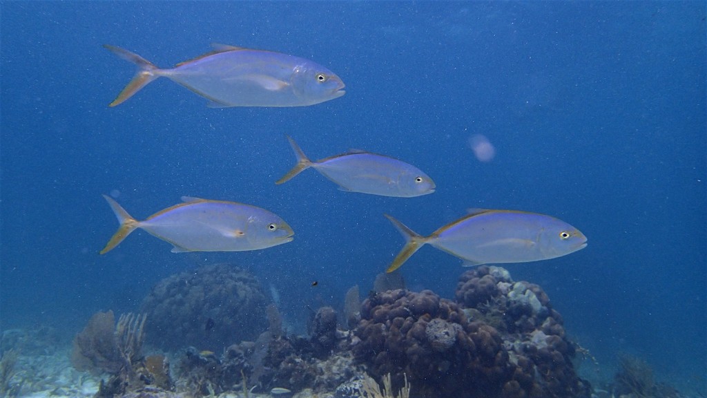 Yellow Jack (Saltwater Fish of Mississippi) · iNaturalist