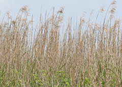 Phragmites australis berlandieri
