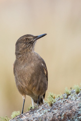 Black-Billed Shrike-Tyrant photo 4