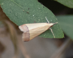 Autocharis