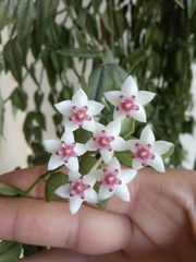 Hoya bella