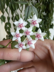 Hoya bella