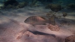 Lutjanus cyanopterus