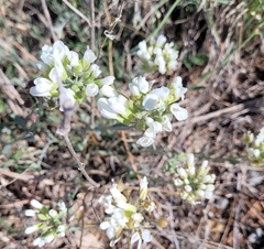 Physaria ovalifolia alba