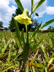 Physalis angustifolia