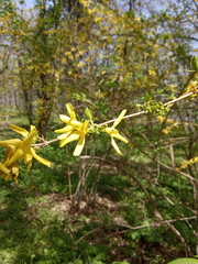 Forsythia europaea