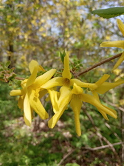 Forsythia europaea
