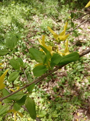 Forsythia europaea
