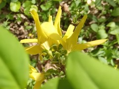 Forsythia europaea