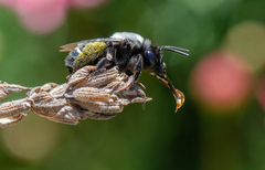 Alloscirtetica