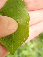 Eriophyes prunispinosae