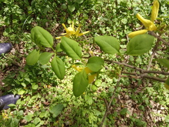 Forsythia europaea