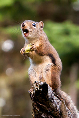 Tamiasciurus hudsonicus regalis