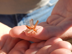 Pacificanthia consors