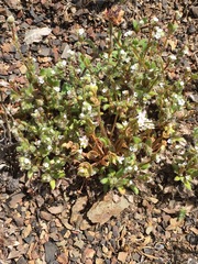 Plagiobothrys uncinatus