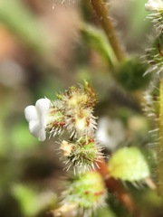 Plagiobothrys uncinatus