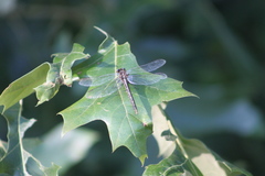 Phanogomphus oklahomensis