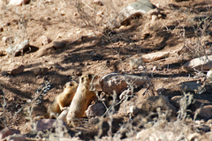 Cynomys gunnisoni