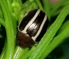 Zygogramma suturalis