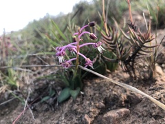 Ledebouria ovalifolia