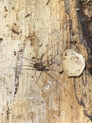 Hadrobunus maculosus