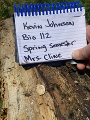 Hadrobunus maculosus