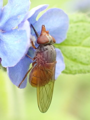 Rhingia rostrata