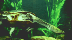 Arnhem Snake-Necked Turtle photo 2