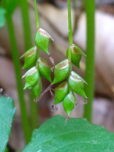 tarheel sedge (Carex austrocaroliniana)