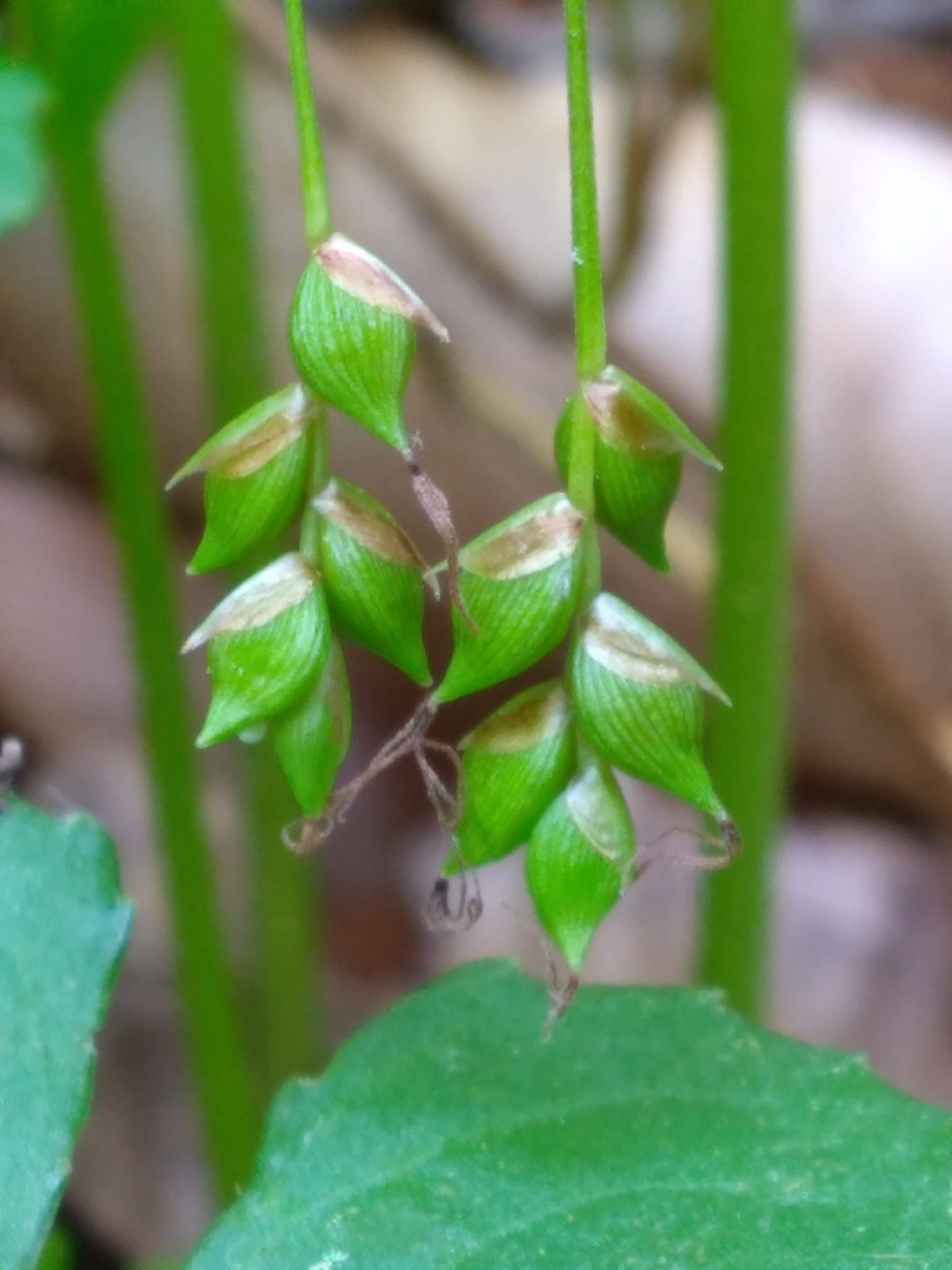 Carex austrocaroliniana