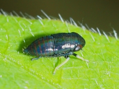 Limotettix anthracinus