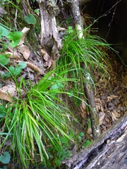 Carex austrocaroliniana