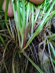 Carex austrocaroliniana