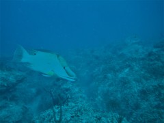 Lachnolaimus maximus