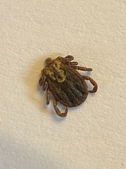 Dermacentor reticulatus