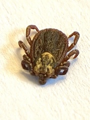 Dermacentor reticulatus