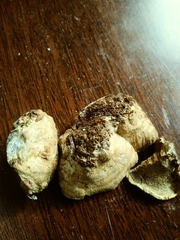 Inonotus cuticularis