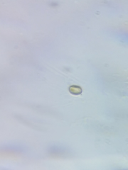 Inonotus cuticularis