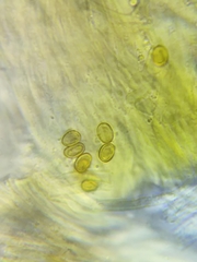 Inonotus cuticularis