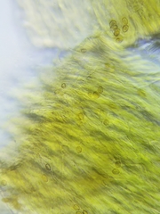 Inonotus cuticularis