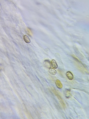 Inonotus cuticularis