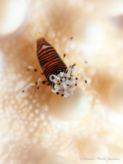 Gnathophyllum americanum