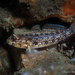 Colon Goby - Photo (c) Pauline Walsh Jacobson, some rights reserved (CC BY), uploaded by Pauline Walsh Jacobson