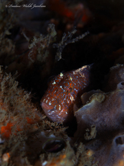 Hypleurochilus bermudensis