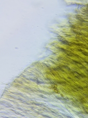 Inonotus cuticularis