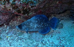 Rypticus saponaceus
